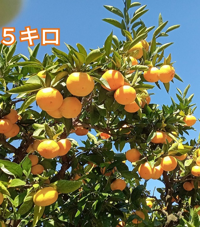 みかん